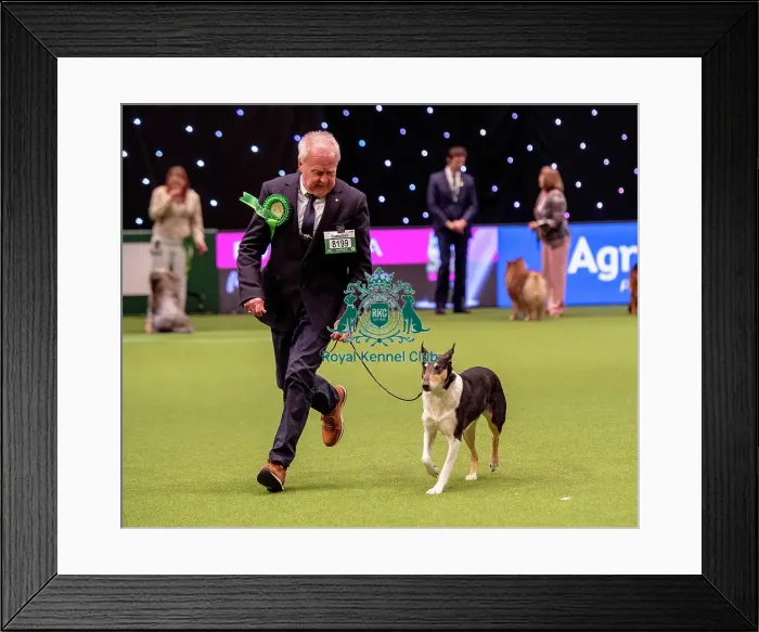 Framed Print : Crufts 2019 - Best of Breed / Pastoral Framed Print : Crufts 2019 - Best of Breed / Pastoral