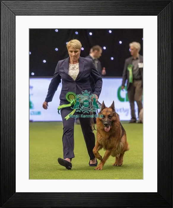 Framed Print : Crufts 2019 - Best of Breed / Pastoral Framed Print : Crufts 2019 - Best of Breed / Pastoral