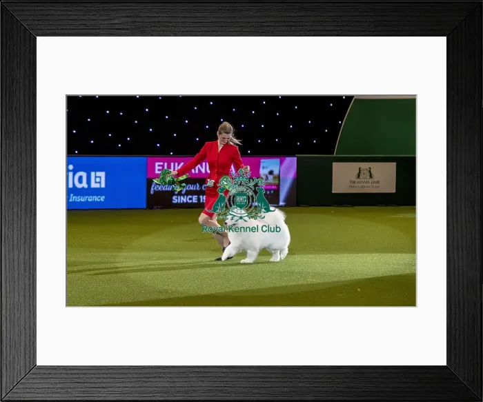 Framed Print : Crufts 2019 - Best of Breed / Pastoral Framed Print : Crufts 2019 - Best of Breed / Pastoral