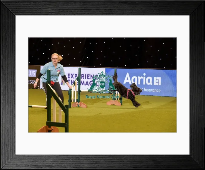 Framed Print : Crufts 2019 - Day Two, NEC, UK - 8 Mar 2019 Framed Print : Crufts 2019 - Day Two, NEC, UK - 8 Mar 2019