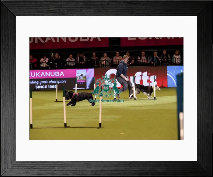 Framed Print : Crufts 2019 - Day Two, NEC, UK - 8 Mar 2019 Framed Print : Crufts 2019 - Day Two, NEC, UK - 8 Mar 2019