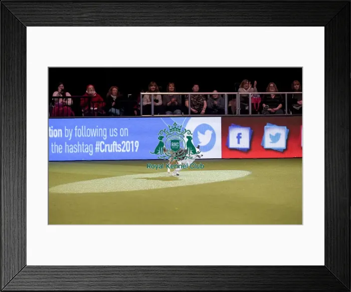 Framed Print : Crufts 2019 - Day Two, NEC, UK - 8 Mar 2019 Framed Print : Crufts 2019 - Day Two, NEC, UK - 8 Mar 2019