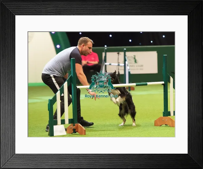 Framed Print : Crufts 2019 - Day Two, NEC, UK - 8 Mar 2019 Framed Print : Crufts 2019 - Day Two, NEC, UK - 8 Mar 2019