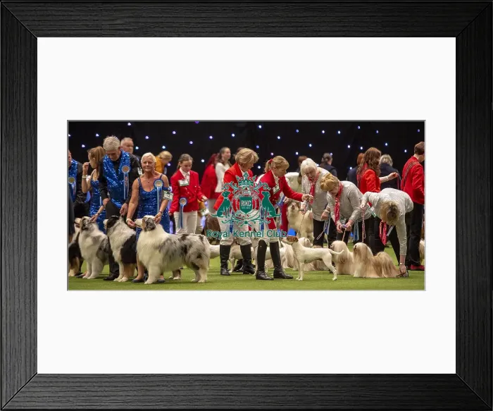 Framed Print : Crufts 2019 - Day Two, NEC, UK - 8 Mar 2019 Framed Print : Crufts 2019 - Day Two, NEC, UK - 8 Mar 2019