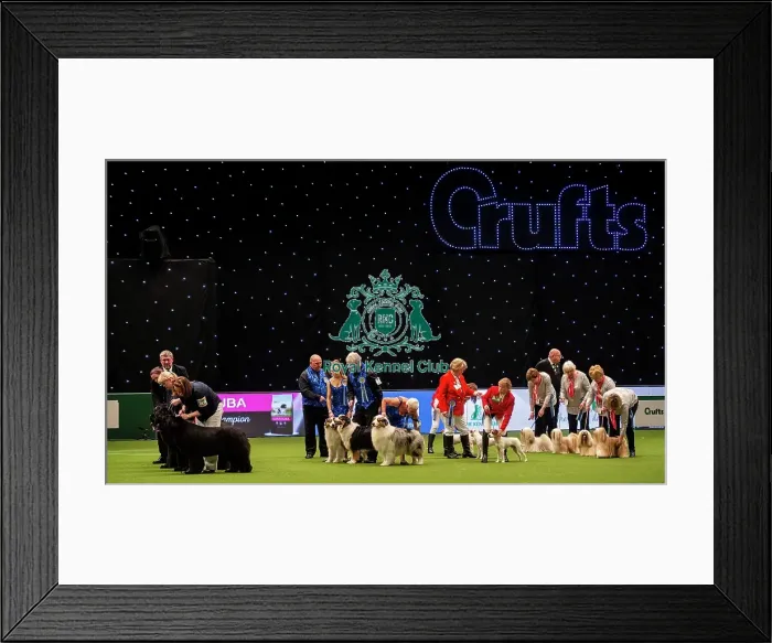 Framed Print : Crufts 2019 - Day Two, NEC, UK - 8 Mar 2019 Framed Print : Crufts 2019 - Day Two, NEC, UK - 8 Mar 2019