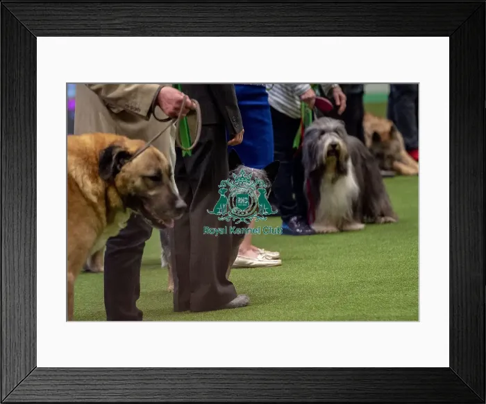 Framed Print : Crufts 2019 - Best of Breed / Pastoral Framed Print : Crufts 2019 - Best of Breed / Pastoral
