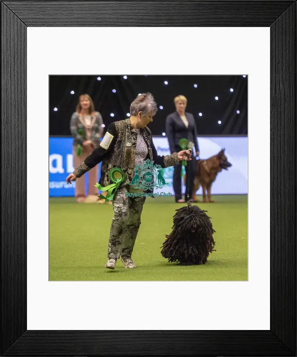 Framed Print : Crufts 2019 - Best of Breed / Pastoral Framed Print : Crufts 2019 - Best of Breed / Pastoral
