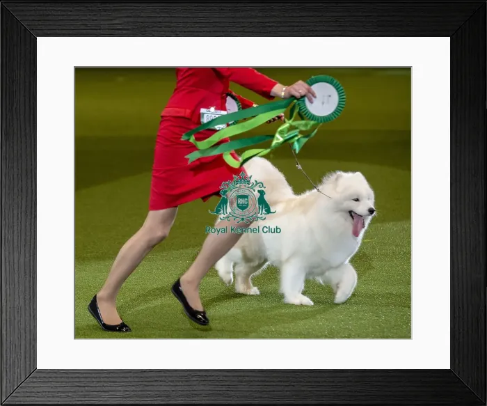 Framed Print : Crufts 2019 - Best of Breed  /  Pastoral