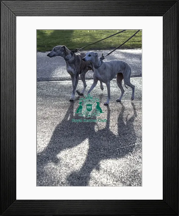 Framed Print : Crufts 2019 - Day Three, NEC, UK - 9 Mar 2019