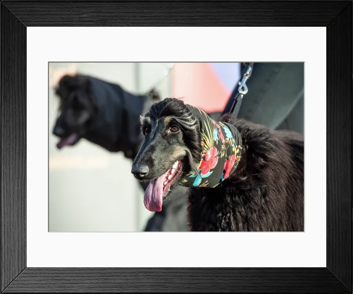 Framed Print : Crufts 2019 - Day Three, NEC, UK - 9 Mar 2019 Framed Print : Crufts 2019 - Day Three, NEC, UK - 9 Mar 2019