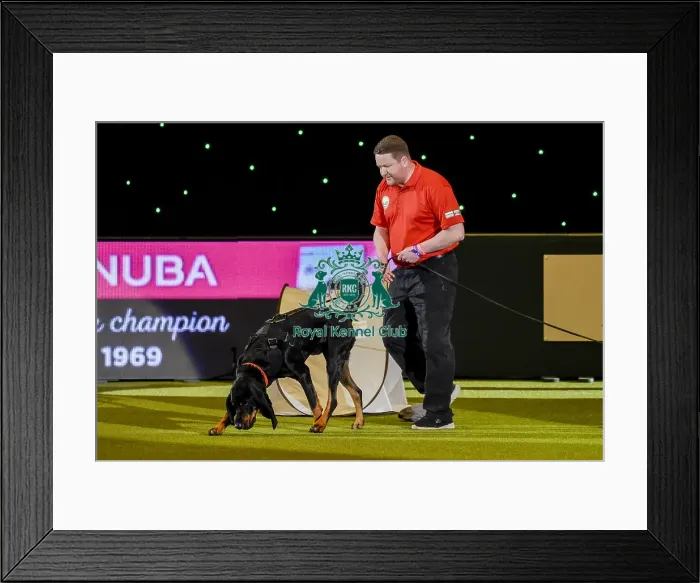 Framed Print : Crufts 2019 - Day Three, NEC, UK - 9 Mar 2019 Framed Print : Crufts 2019 - Day Three, NEC, UK - 9 Mar 2019