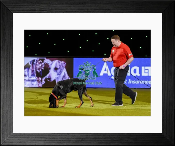 Framed Print : Crufts 2019 - Day Three, NEC, UK - 9 Mar 2019 Framed Print : Crufts 2019 - Day Three, NEC, UK - 9 Mar 2019