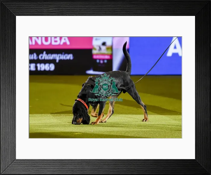 Framed Print : Crufts 2019 - Day Three, NEC, UK - 9 Mar 2019