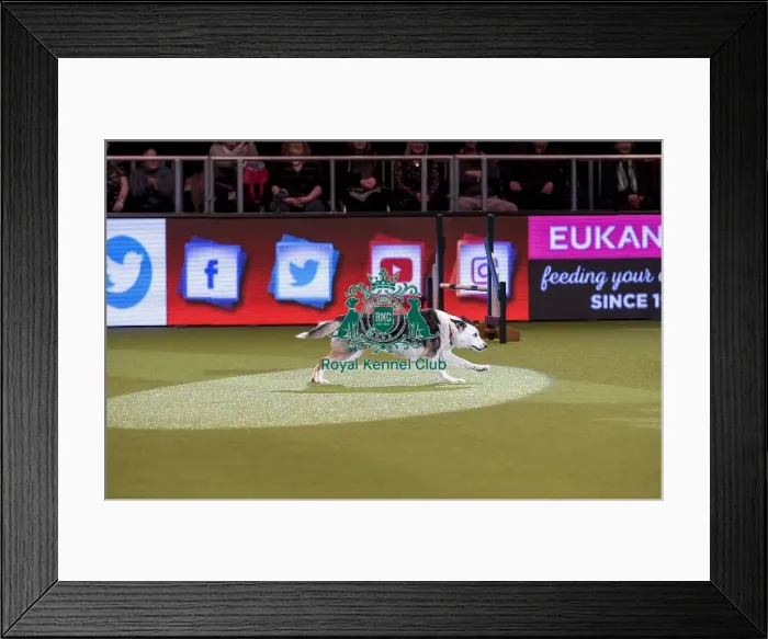 Framed Print : Crufts 2019 - Day Two, NEC, UK - 8 Mar 2019 Framed Print : Crufts 2019 - Day Two, NEC, UK - 8 Mar 2019