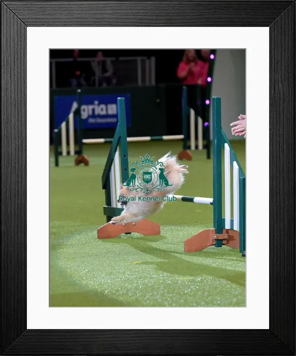 Framed Print : Crufts 2019 - Day Two, NEC, UK - 8 Mar 2019 Framed Print : Crufts 2019 - Day Two, NEC, UK - 8 Mar 2019