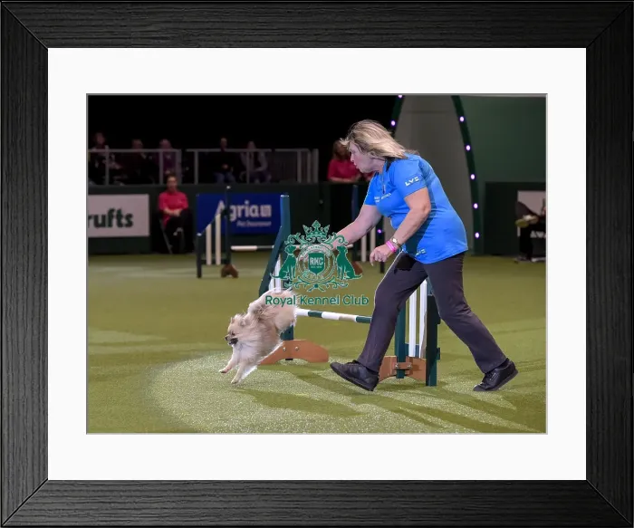 Framed Print : Crufts 2019 - Day Two, NEC, UK - 8 Mar 2019 Framed Print : Crufts 2019 - Day Two, NEC, UK - 8 Mar 2019