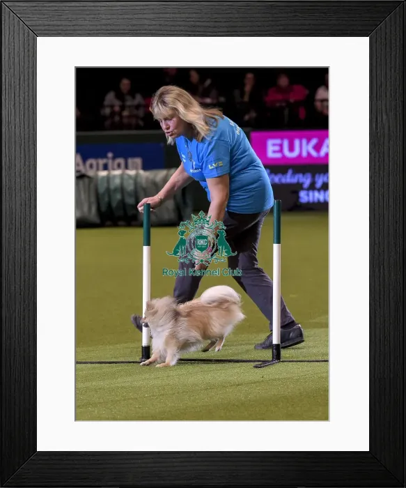 Framed Print : Crufts 2019 - Day Two, NEC, UK - 8 Mar 2019 Framed Print : Crufts 2019 - Day Two, NEC, UK - 8 Mar 2019