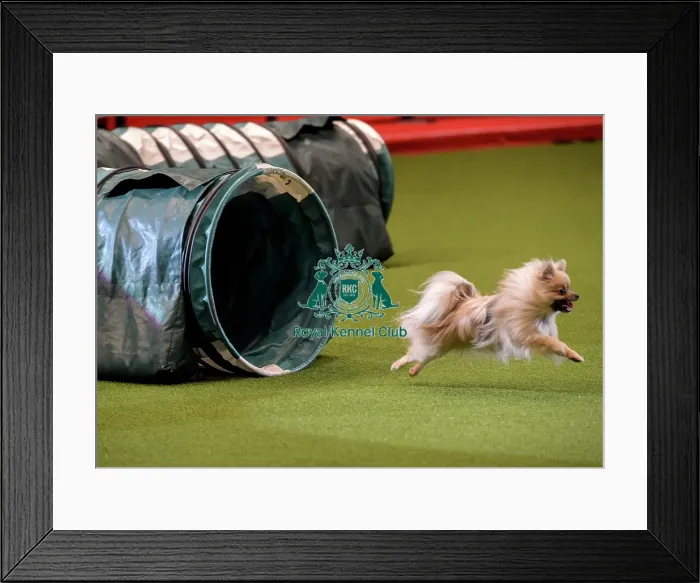 Framed Print : Crufts 2019 - Day Two, NEC, UK - 8 Mar 2019 Framed Print : Crufts 2019 - Day Two, NEC, UK - 8 Mar 2019