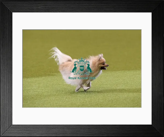 Framed Print : Crufts 2019 - Day Two, NEC, UK - 8 Mar 2019 Framed Print : Crufts 2019 - Day Two, NEC, UK - 8 Mar 2019