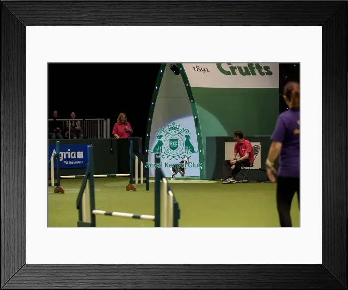 Framed Print : Crufts 2019 - Day Two, NEC, UK - 8 Mar 2019 Framed Print : Crufts 2019 - Day Two, NEC, UK - 8 Mar 2019