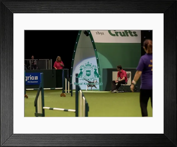 Framed Print : Crufts 2019 - Day Two, NEC, UK - 8 Mar 2019 Framed Print : Crufts 2019 - Day Two, NEC, UK - 8 Mar 2019