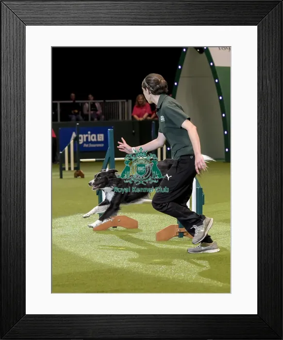 Framed Print : Crufts 2019 - Day Two, NEC, UK - 8 Mar 2019 Framed Print : Crufts 2019 - Day Two, NEC, UK - 8 Mar 2019