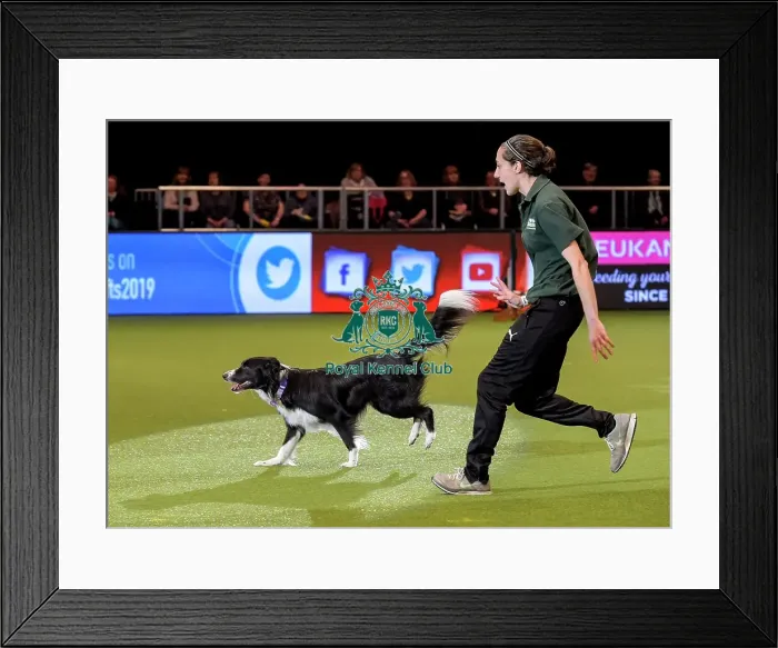 Framed Print : Crufts 2019 - Day Two, NEC, UK - 8 Mar 2019 Framed Print : Crufts 2019 - Day Two, NEC, UK - 8 Mar 2019