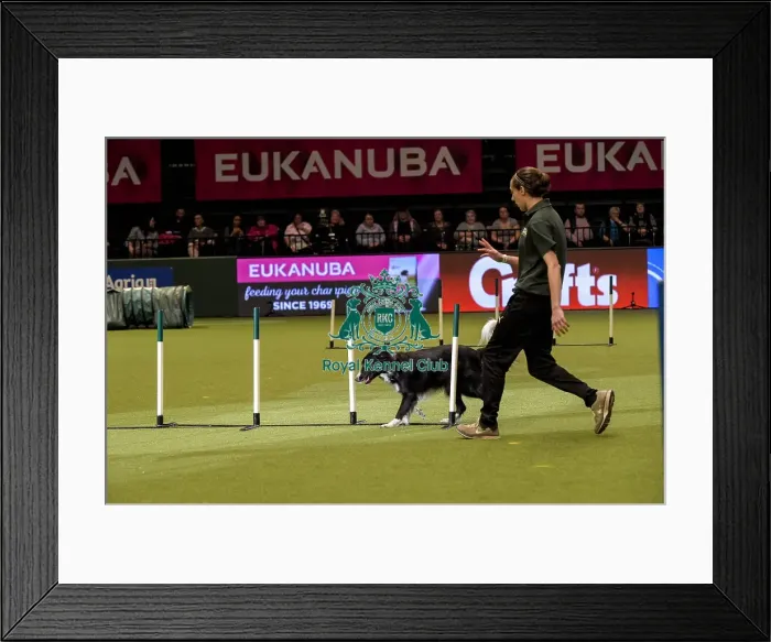 Framed Print : Crufts 2019 - Day Two, NEC, UK - 8 Mar 2019 Framed Print : Crufts 2019 - Day Two, NEC, UK - 8 Mar 2019