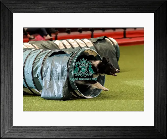 Framed Print : Crufts 2019 - Day Two, NEC, UK - 8 Mar 2019 Framed Print : Crufts 2019 - Day Two, NEC, UK - 8 Mar 2019