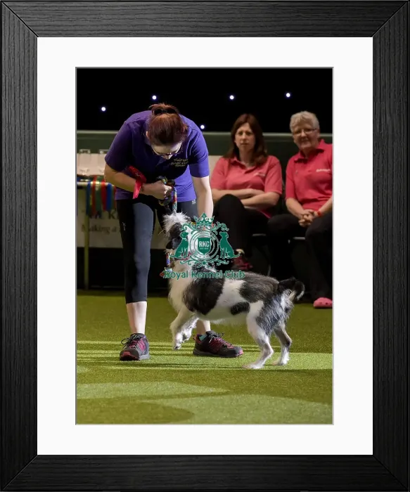 Framed Print : Crufts 2019 - Day Two, NEC, UK - 8 Mar 2019 Framed Print : Crufts 2019 - Day Two, NEC, UK - 8 Mar 2019