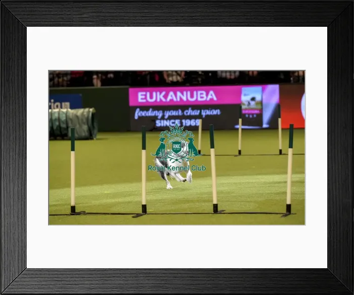 Framed Print : Crufts 2019 - Day Two, NEC, UK - 8 Mar 2019 Framed Print : Crufts 2019 - Day Two, NEC, UK - 8 Mar 2019