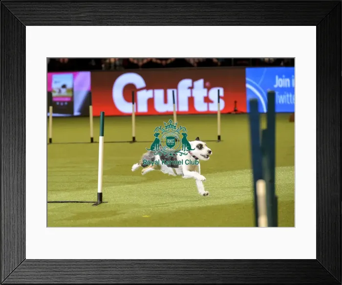 Framed Print : Crufts 2019 - Day Two, NEC, UK - 8 Mar 2019 Framed Print : Crufts 2019 - Day Two, NEC, UK - 8 Mar 2019