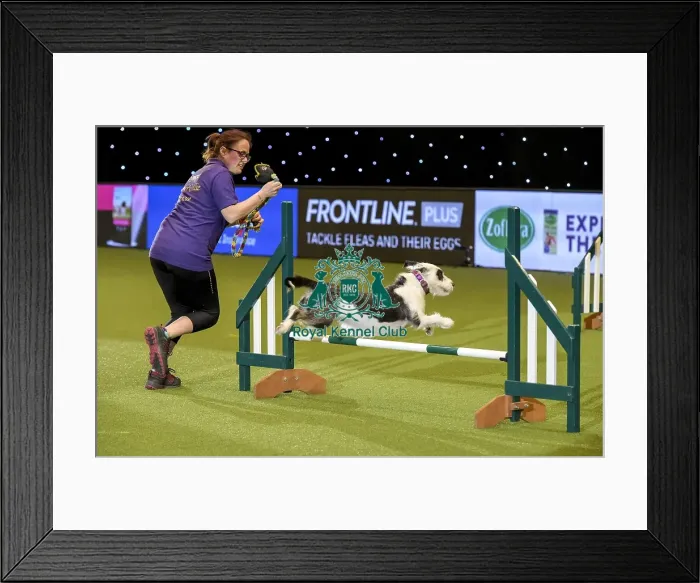 Framed Print : Crufts 2019 - Day Two, NEC, UK - 8 Mar 2019 Framed Print : Crufts 2019 - Day Two, NEC, UK - 8 Mar 2019