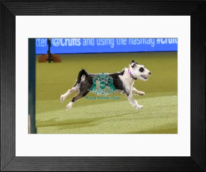 Framed Print : Crufts 2019 - Day Two, NEC, UK - 8 Mar 2019 Framed Print : Crufts 2019 - Day Two, NEC, UK - 8 Mar 2019