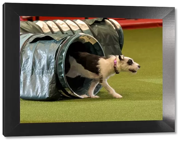 Crufts 2019 - Day Two, NEC, UK - 8 Mar 2019