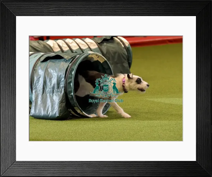 Framed Print : Crufts 2019 - Day Two, NEC, UK - 8 Mar 2019 Framed Print : Crufts 2019 - Day Two, NEC, UK - 8 Mar 2019