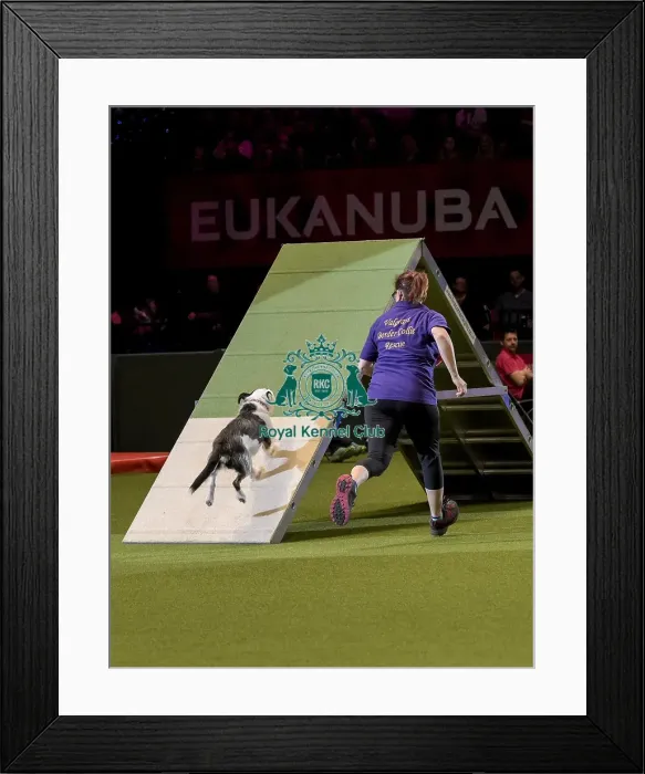 Framed Print : Crufts 2019 - Day Two, NEC, UK - 8 Mar 2019 Framed Print : Crufts 2019 - Day Two, NEC, UK - 8 Mar 2019