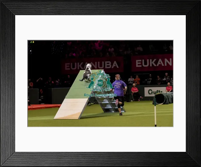Framed Print : Crufts 2019 - Day Two, NEC, UK - 8 Mar 2019 Framed Print : Crufts 2019 - Day Two, NEC, UK - 8 Mar 2019