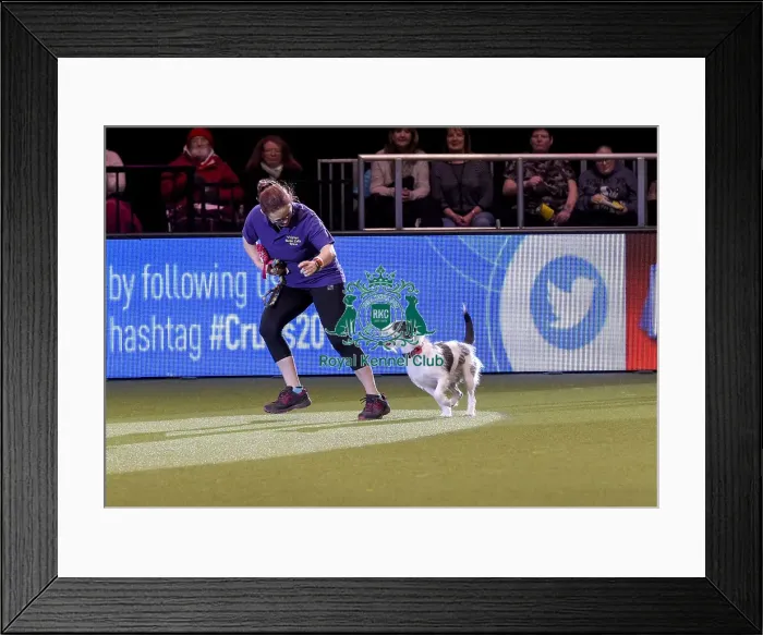 Framed Print : Crufts 2019 - Day Two, NEC, UK - 8 Mar 2019 Framed Print : Crufts 2019 - Day Two, NEC, UK - 8 Mar 2019