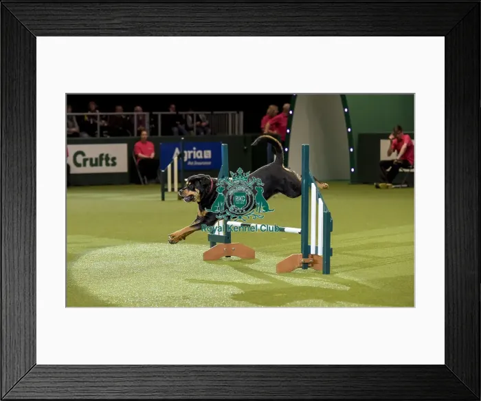 Framed Print : Crufts 2019 - Day Two, NEC, UK - 8 Mar 2019 Framed Print : Crufts 2019 - Day Two, NEC, UK - 8 Mar 2019