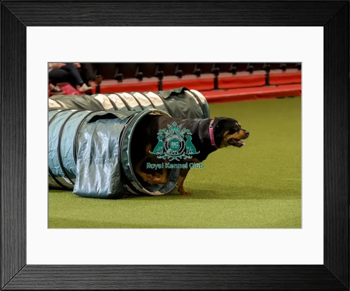 Framed Print : Crufts 2019 - Day Two, NEC, UK - 8 Mar 2019 Framed Print : Crufts 2019 - Day Two, NEC, UK - 8 Mar 2019