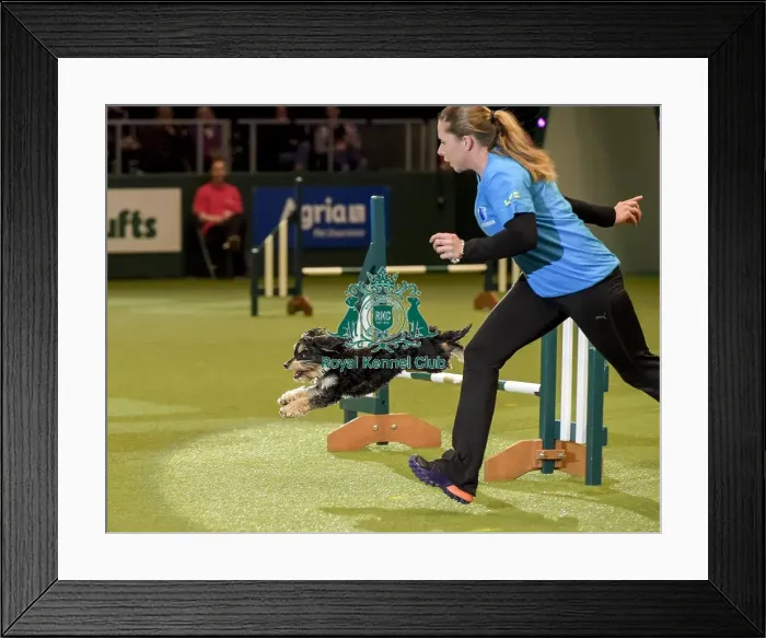 Framed Print : Crufts 2019 - Day Two, NEC, UK - 8 Mar 2019 Framed Print : Crufts 2019 - Day Two, NEC, UK - 8 Mar 2019