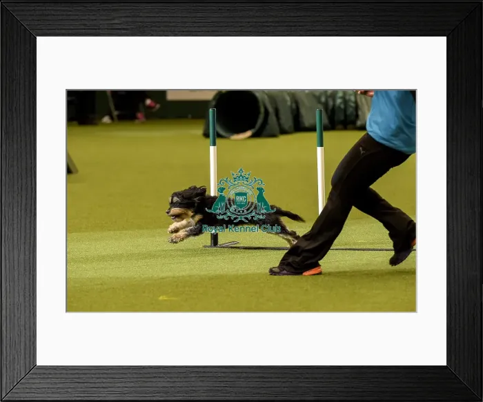 Framed Print : Crufts 2019 - Day Two, NEC, UK - 8 Mar 2019 Framed Print : Crufts 2019 - Day Two, NEC, UK - 8 Mar 2019