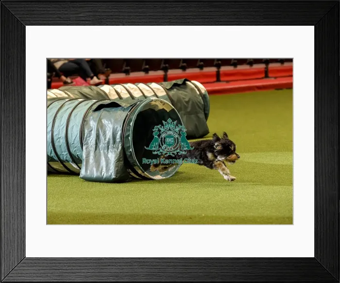 Framed Print : Crufts 2019 - Day Two, NEC, UK - 8 Mar 2019 Framed Print : Crufts 2019 - Day Two, NEC, UK - 8 Mar 2019