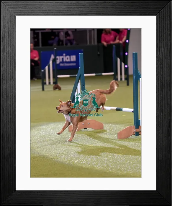 Framed Print : Crufts 2019 - Day Two, NEC, UK - 8 Mar 2019 Framed Print : Crufts 2019 - Day Two, NEC, UK - 8 Mar 2019