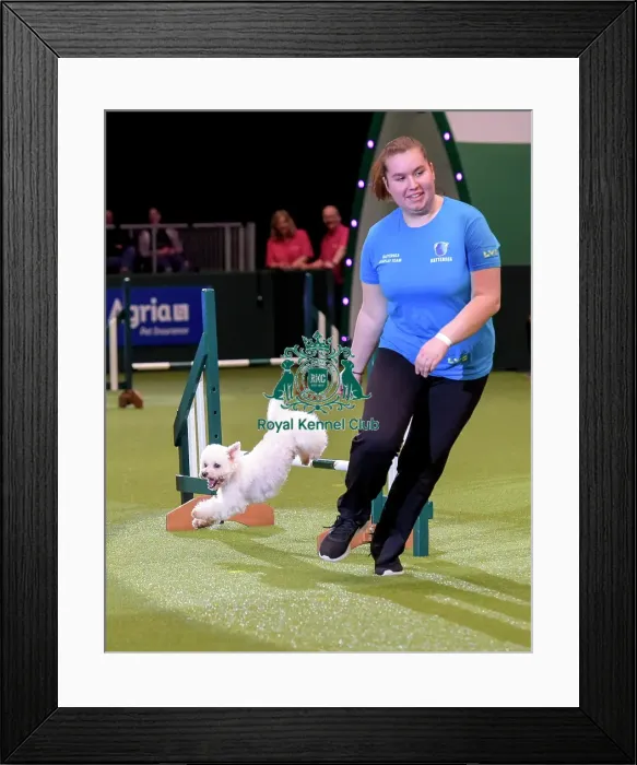 Framed Print : Crufts 2019 - Day Two, NEC, UK - 8 Mar 2019