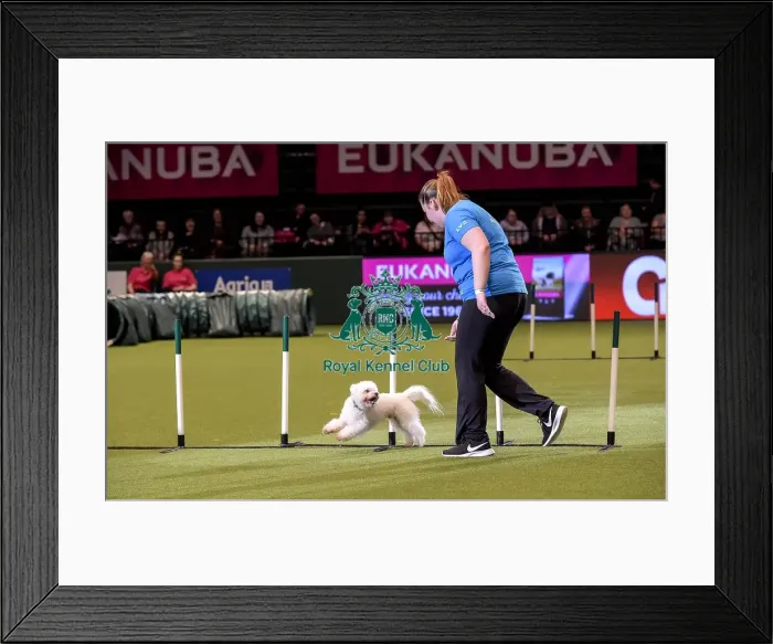 Framed Print : Crufts 2019 - Day Two, NEC, UK - 8 Mar 2019 Framed Print : Crufts 2019 - Day Two, NEC, UK - 8 Mar 2019