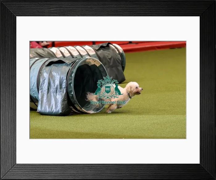 Framed Print : Crufts 2019 - Day Two, NEC, UK - 8 Mar 2019 Framed Print : Crufts 2019 - Day Two, NEC, UK - 8 Mar 2019