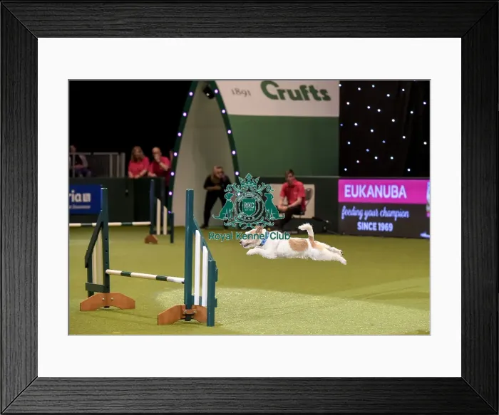 Framed Print : Crufts 2019 - Day Two, NEC, UK - 8 Mar 2019 Framed Print : Crufts 2019 - Day Two, NEC, UK - 8 Mar 2019
