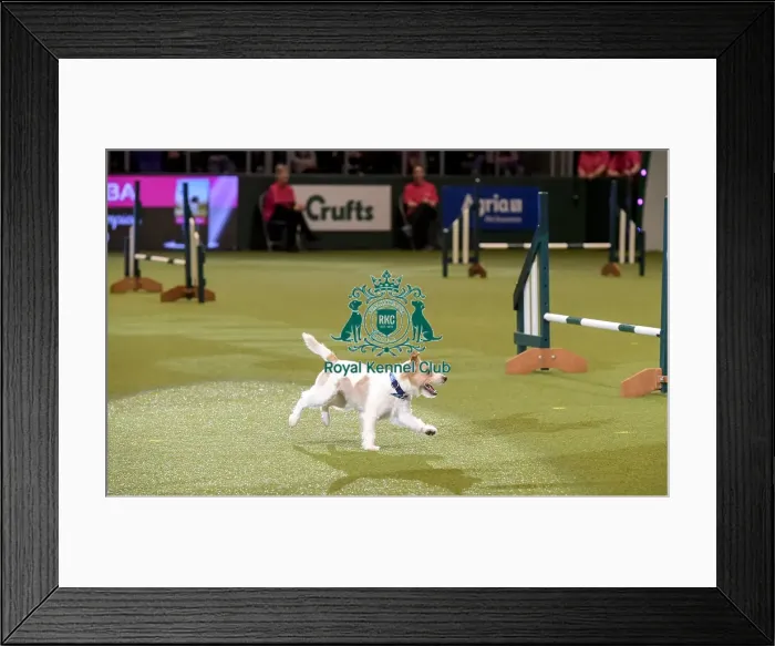 Framed Print : Crufts 2019 - Day Two, NEC, UK - 8 Mar 2019 Framed Print : Crufts 2019 - Day Two, NEC, UK - 8 Mar 2019